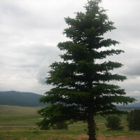 Trees圖片照片_Trees