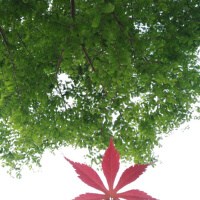 楓（採樣自夏影）
