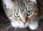 Cat Relaxation: Musical Melodies to Relax and Soothe Your Cat專輯_RelaxMyCatCat Relaxation: Musical Melodies to Relax and Soothe Your Cat最新專輯