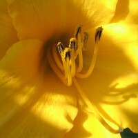 A-bee圖片照片_A-bee