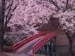 Sakura圖片照片