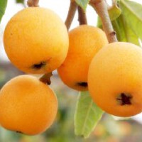 Loquat圖片照片_Loquat