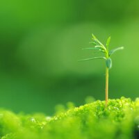 Green圖片照片_Green