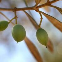 橄欖樹圖片照片_橄欖樹