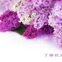 花  開圖片照片_花  開