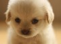 Relax My Puppy