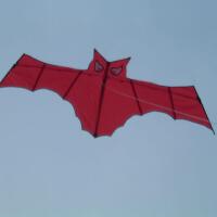 Kites圖片照片_Kites