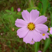 Flower圖片照片_Flower
