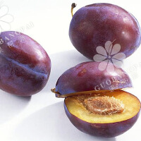 Plum圖片照片_Plum