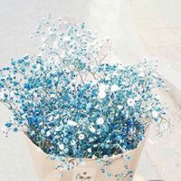 特日 花圖片照片_特日 花