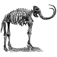 Mastodon圖片照片_Mastodon