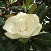 Magnolia圖片照片_Magnolia