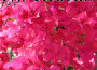 River專輯_Izzy StradlinRiver最新專輯