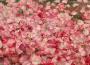 Rose Killer專輯_蜜柑之港 MikanHarbourRose Killer最新專輯