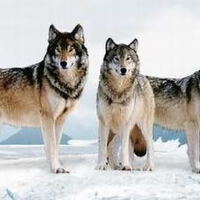Leatherwolf圖片照片_Leatherwolf