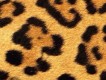 豹紋小小隱圖片照片