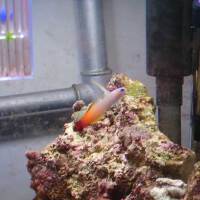 Nano33號圖片照片_Nano33號
