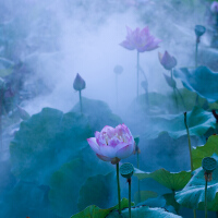 霧裡看花圖片照片_霧裡看花