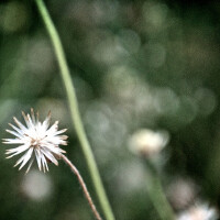 losing圖片照片_losing