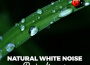 Sounds of Nature White Noise Sound Effects最新歌曲_最熱專輯MV_圖片照片
