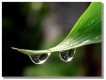 雨露圖片照片