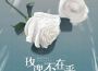 玫瑰不在乎專輯_七元玫瑰不在乎最新專輯