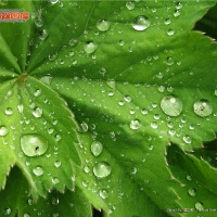 Dew圖片照片_Dew