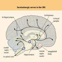 Dopamine圖片照片_Dopamine