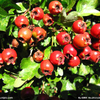 Hawthorn圖片照片_Hawthorn