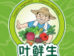葉鮮生歌詞_楊宗野張晨琪張子芯葉鮮生歌詞