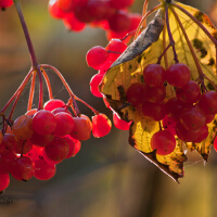 Nature圖片照片_Nature