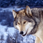 Wolf&nbsp;Parade圖片照片